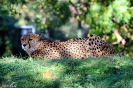Gepard